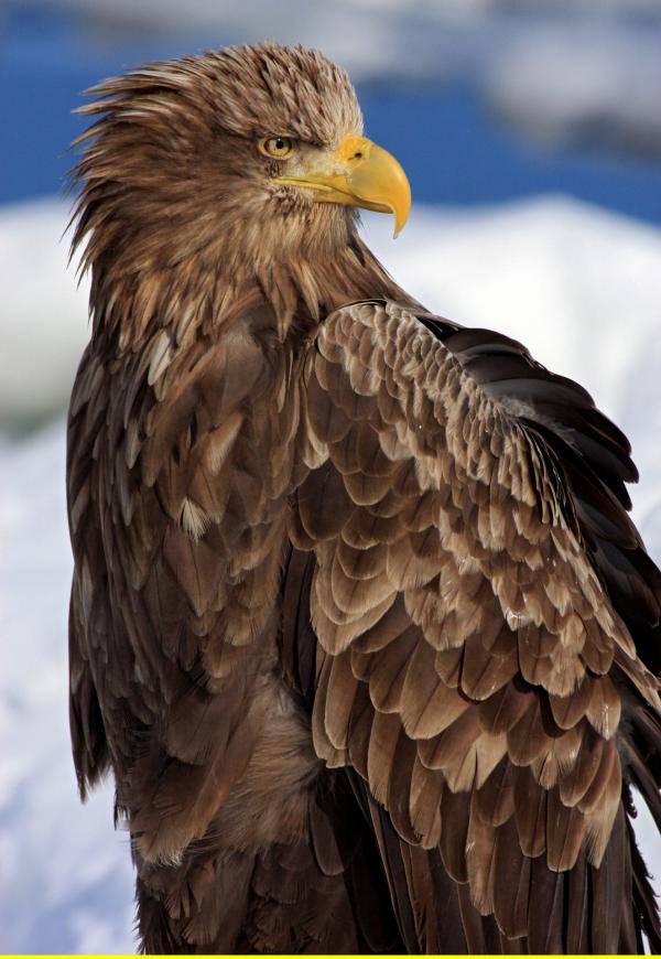 Bild 1 von 14: Der kleinere Verwandte des Riesenseeadler, der Weißschwanz-Seeadler, kommt auch bei uns vor.