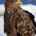 Wildes Japan: Schneeaffen und Vulkane