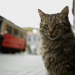 Kedi - Von Katzen und Menschen