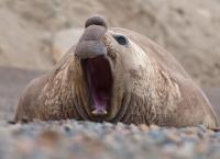 Schauplatz Wildnis - Kämpfe im Tierreich