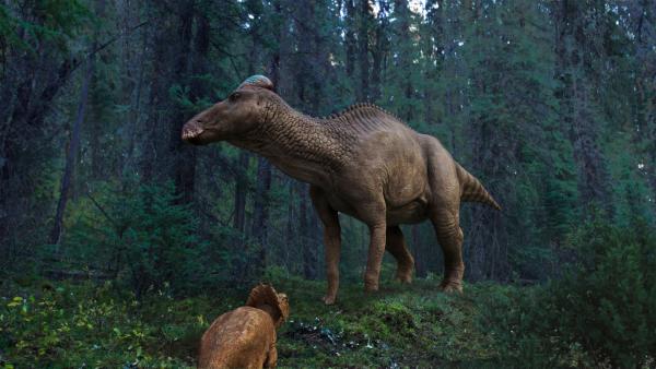 Bild 1 von 13: Als Pflanzenfresser stellten Edmontosaurier keine Bedrohung für Albie dar, aber die sechs Tonnen schweren Giganten konnten eine Menge Lärm machen.