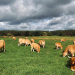 Unterwegs in der Uckermark