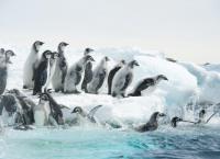 Die Reise der Pinguine 2