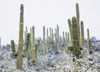 Unser grüner Planet