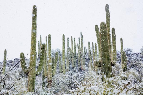 Bild 1 von 15: Gelegentlich müssen Saguaro-Kakteen sogar Schneefällen trotzen, wie hier in der Sonora-Wüste.