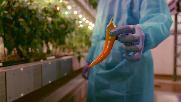 Bild 1 von 2: Sieht so die Zukunft der Landwirtschaft aus? Eine perfekte Chilischote aus dem Vertical-Farming-Turm der Firma IGS im schottischen Dundee.