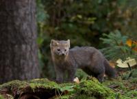 Amur - Asiens Amazonas