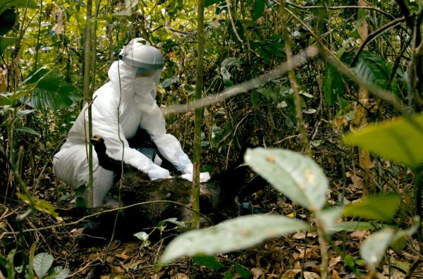 Bild 1 von 7: Tierärztin Ariane Düx untersucht den Kadaver des Kopffüßlers, der im Taï-Wald an der Elfenbeinküste gefunden wurde.