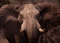 Sieben Kontinente - Ein Planet