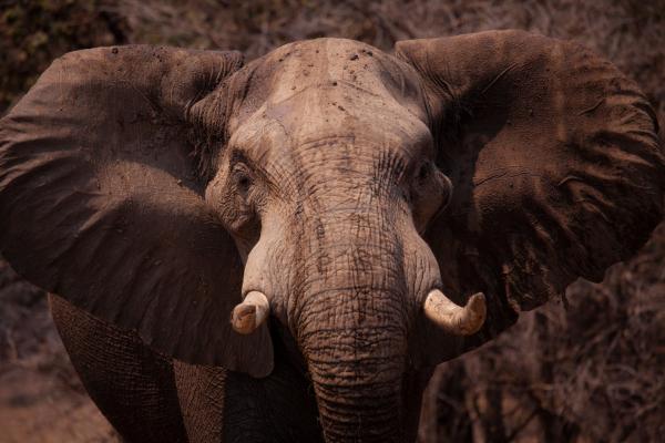 Bild 1 von 15: Die Elefanten im Mana Pools National Park, Simbabwe, sind ein imposanter Anblick.