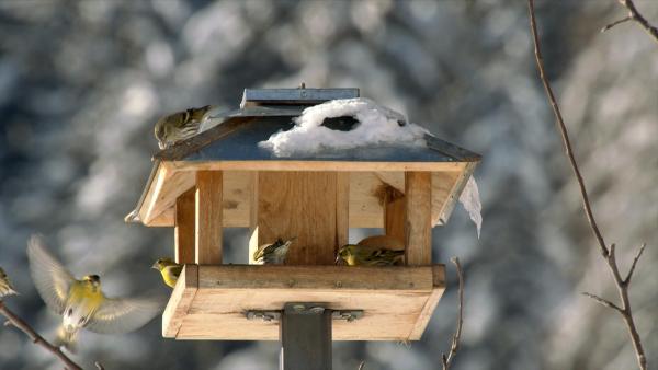 Bild 1 von 17: Weihnachtsklang in den Alpen