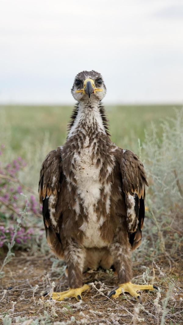 Bild 1 von 27: Im Bild: Junger Steppenadler.
