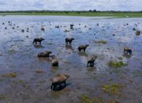 Wildes Lateinamerika