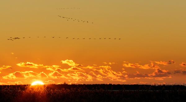 Bild 1 von 4: Ein Schwarm Kraniche fliegt in den Sonnenuntergang.