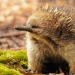 Die Waffen der Tiere - Spucken und Stechen