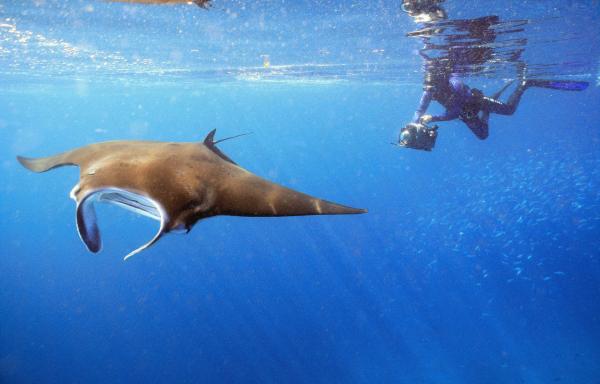 Bild 1 von 6: Die enorm starken Meeresströmungen, die in den Gewässern von Raja Ampat  zusammentreffen, schleusen ständig neue Nährstoffe in die Kanäle und bescheren damit Planktonfressern wie Mantas, eine unüberbietbare Fülle an Nahrung.