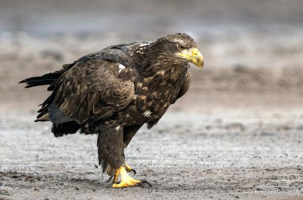 Bild 1 von 6: Seit einigen Jahren gibt es in Deutschland wieder Wildnis -- mit ungehemmter Naturentwicklung: Seeadler suchen die Verlassenheit und Unzerschnittenheit dieser Gebiete, wie sie andernorts kaum noch zu finden sind.