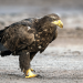 Deutschlands neue Wildnis