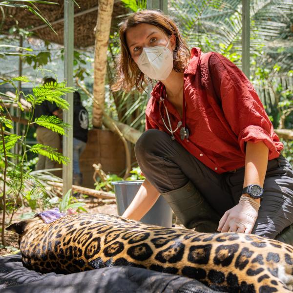 Bild 1 von 10: Gesundheitscheck für den Jaguar: Diese Raubkatze wurde illegal als Haustier gehalten und soll wieder ausgewildert werden. Das Jaguarweibchen wird gründlich untersucht - eine Voraussetzung, damit es wieder in die Wildnis entlassen werden kann. Das Tier darf keine ansteckende Krankheit auf wildlebende Artgenossen übertragen.