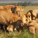 Serengeti - Wilde Geschichten aus der Savanne
