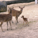 Abenteuer Schönbrunn - Tierbabys - die neue Generation