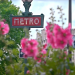 Geheimnisvolle Wildblumen