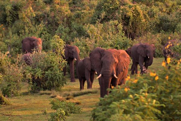 Wildes Uganda