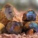 Outback Opal Hunters - Edelsteinjagd in Australien