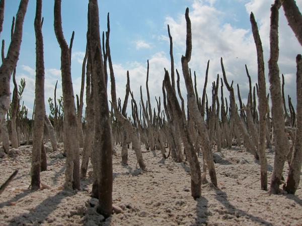 Bild 1 von 4: Mangrovenwurzeln in der Gezeitenzone. Riesige Gebiete der Florida Bay sind mit Mangroven bedeckt.