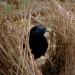 Baumeister der Wildnis