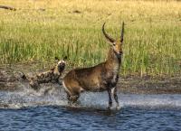 Okawango - Fluss der Träume