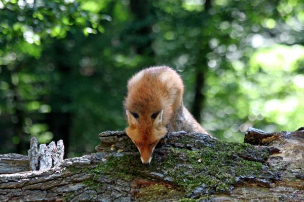Bild 1 von 33: Im Bild: Fuchs.
