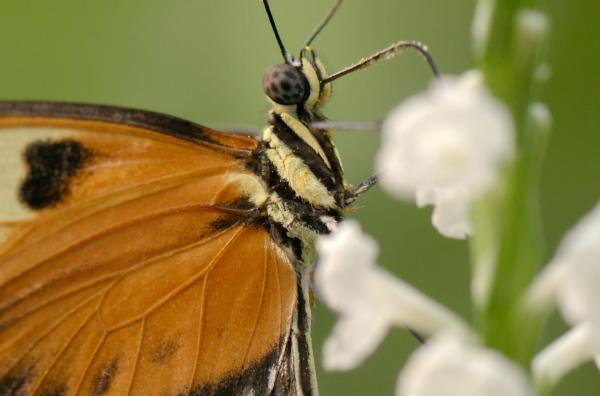 Bild 1 von 11: Falter aus der Heliconius-Gattung leben mit einer Dauer von sechs bis acht Monaten länger als viele andere Schmetterlinge.