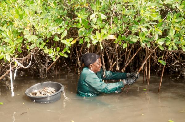 Bild 1 von 4: Die Gezeiten sind der Taktgeber für die Muschelsammlerinnen in Senegal: Sie haben bei Ebbe nur wenige Stunden Zeit, um die freiliegenden Austern zu ernten.