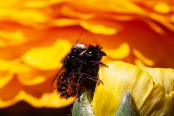 Bild 1 von 3: Zwei Mauerbienen bei der Paarung.