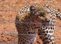 Das Waisenhaus für wilde Tiere