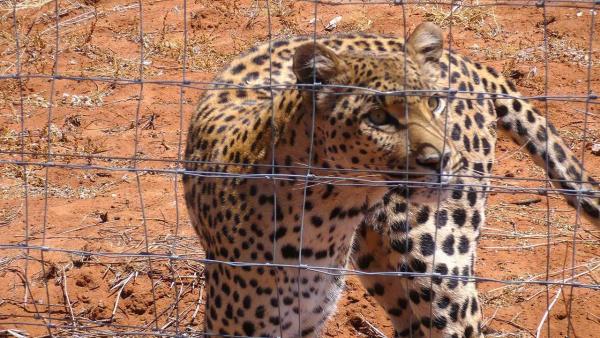 Das Waisenhaus für wilde Tiere
