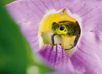 Das Leben in Farbe mit David Attenborough