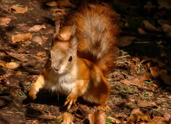 Bild 1 von 11: Laub- und Mischwälder sind für die europäischen, roten Eichhörnchen im Herbst