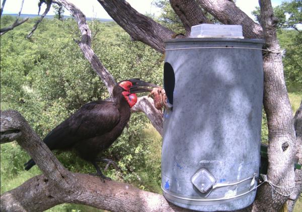Bild 1 von 3: Er sieht aus wie ein übergroßer Puter mit gelackten schwarzen Federn und roten Wangen. Dazu kommt sein immens großer Schnabel, der ihn dazu noch gefährlich aussehen lässt: der Hornrabe. Scott Ronaldson versucht, mithilfe von alten Tonnen künstliche Nistmöglichkeiten aufzustellen, die den Bruterfolg und damit auch die Zahl dieser Vogelart erhöhen soll. Im letzten Jahr haben die ersten Hornraben eine Tonne angenommen.
