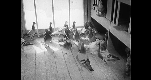 Bild 1 von 2: Ein Taubenschlag im Ruhrgebiet.