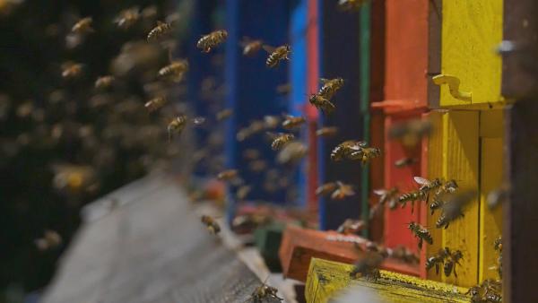 Bild 1 von 4: Die farbenfrohen Bienenstöcke sind Teil der slowenischen Tradition in der Bienenhaltung. Die verschiedenen Farben und Bemalungen helfen den Bienen dabei, zu ihrem Stock zurückzufinden.