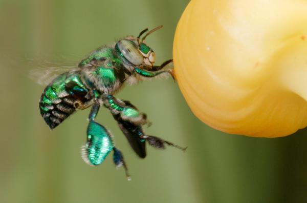 Bild 1 von 4: Die solitär lebende Prachtbiene: Dank seiner hohen Ausdauer fliegt das Männchen 20 Kilometer am Tag.