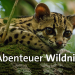 Abenteuer Wildnis