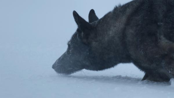 Bild 1 von 4: Nach dem Aussterben der Dinosaurier dominieren Säugetiere den europäischen Kontinent.