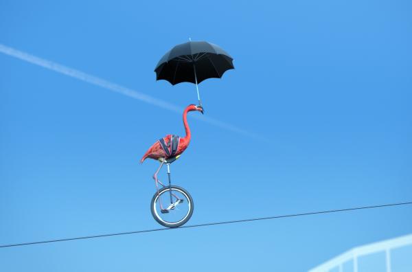 Bild 1 von 1: Der Flamingo fährt Einrad auf einem Seil, das zwischen zwei Hochhäusern gespannt ist ?- und das ganz ohne Sicherung ...