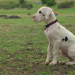 Hundebabys - Chaos auf vier Pfoten