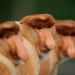 Kinabatangan - Der Amazonas des Ostens