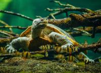 Zoo und so - Tierisch wild!