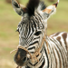 Im Rennstall ist das Zebra los